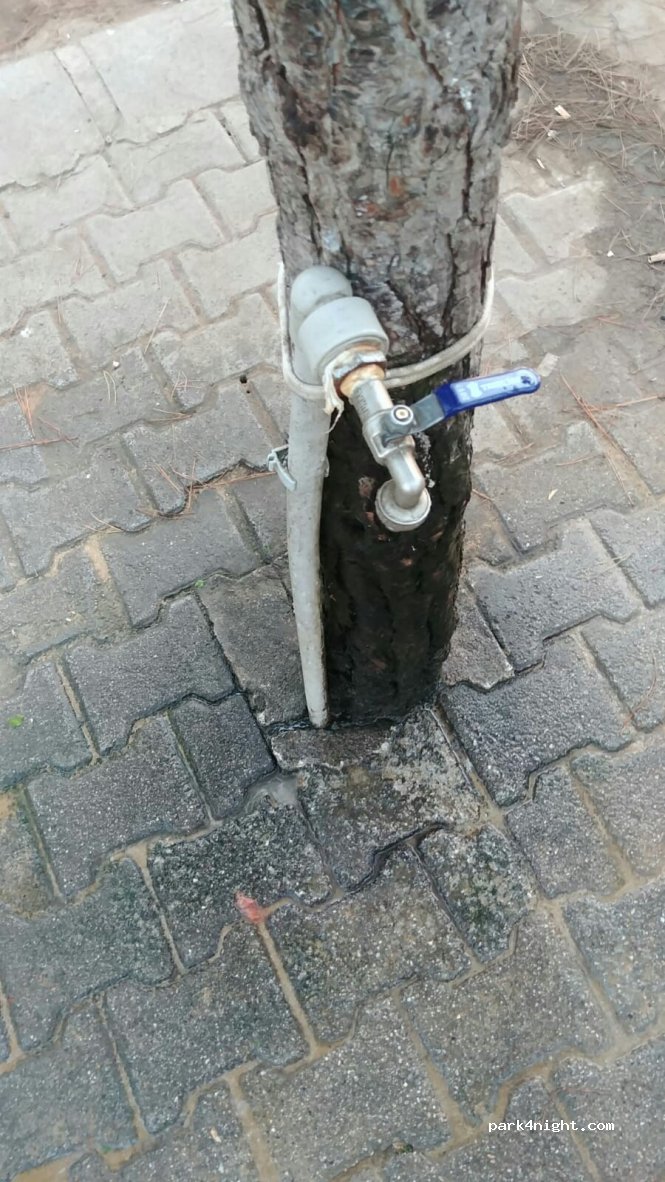 () Bafra - — foto 3