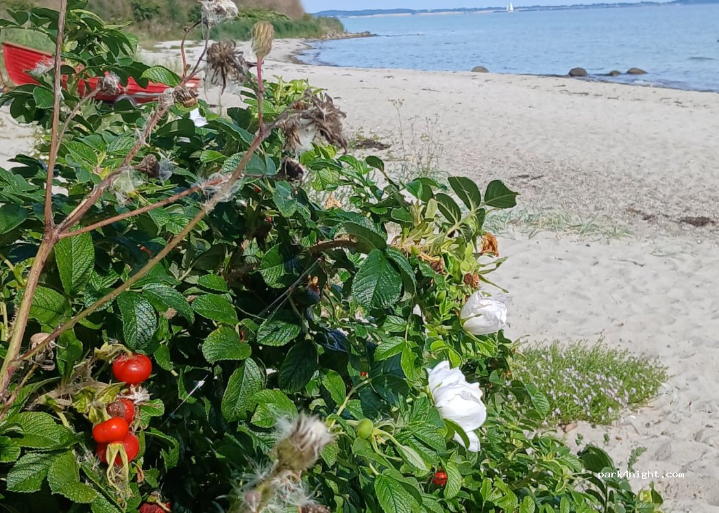 (5540) Ullerslev - 4 Dinestrup Strand — foto 4