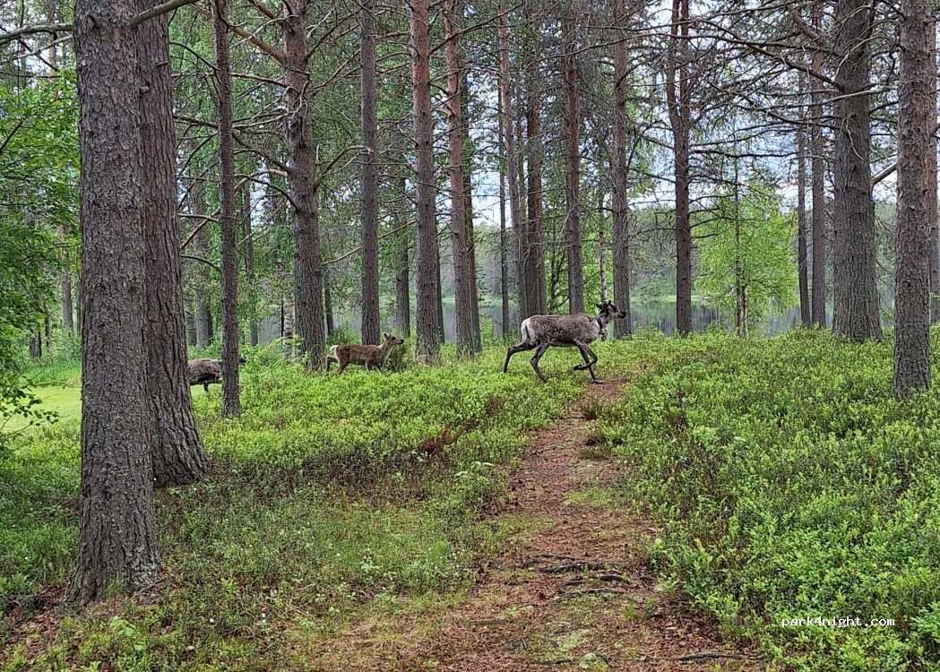 Juuman Leirintäalue — foto 4