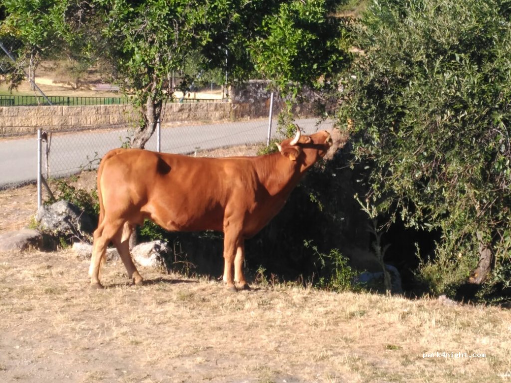 (40161) Navafría - 1 Calle Los Molinos — foto