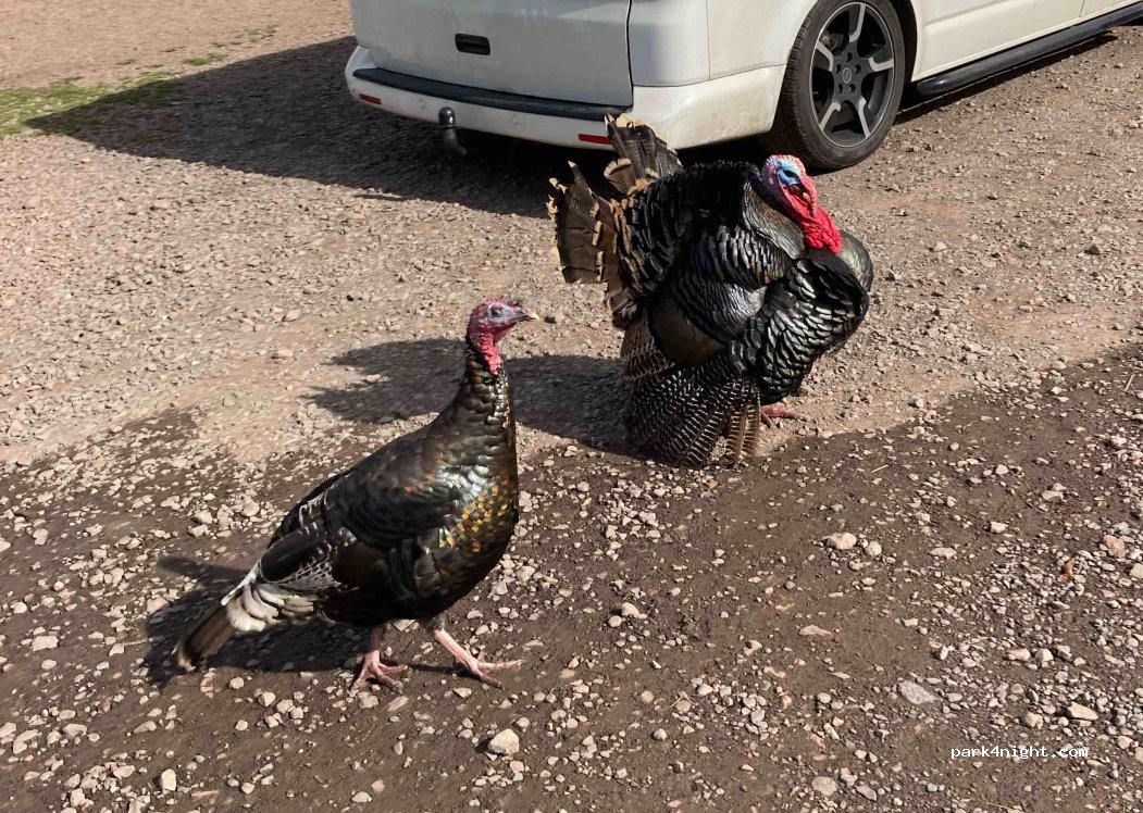 Broadstone Park Camping and Fishery — foto 3