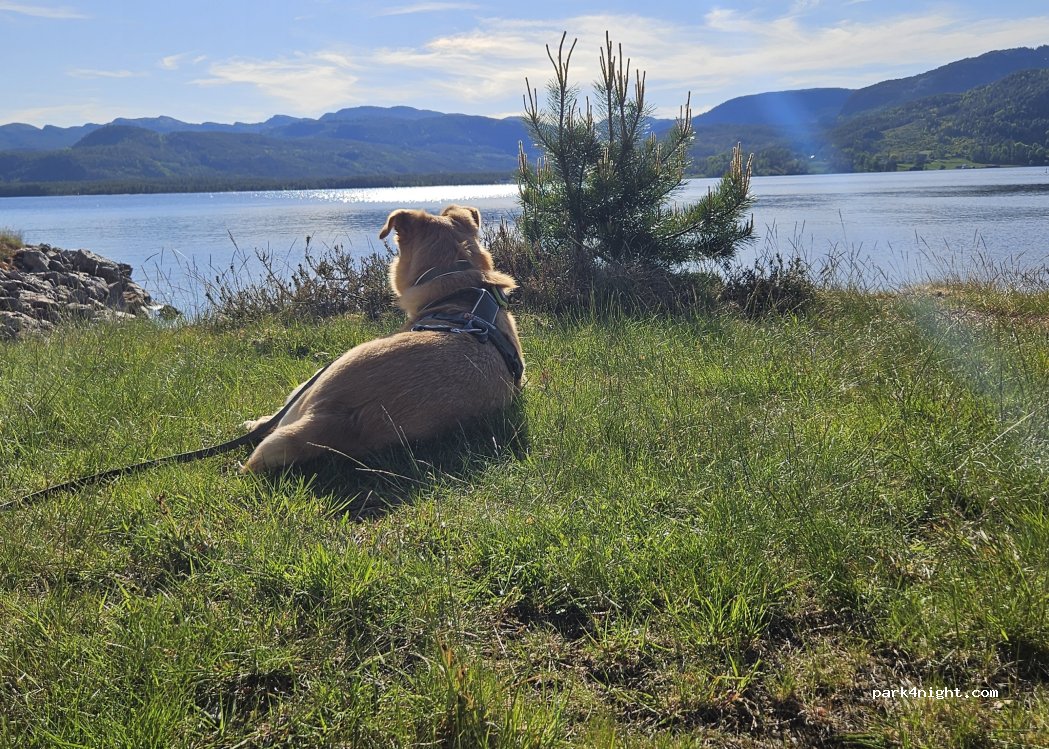 Søftestad Camping — foto 5