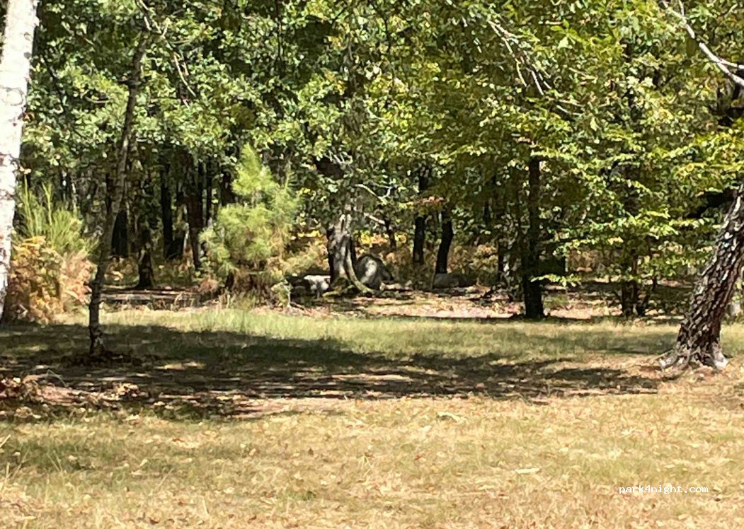 (85480) Fougeré - D60 — foto 2